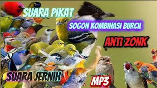 Download lagu PIKAT BURCIL KOMBINASI SOGON RIBUT DAN  RIBUT MP3 ANTI ZONK SUARA JERNIH mp3