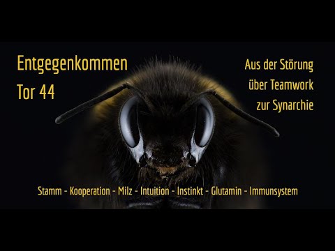 Human Design Tor 44 - #AllSeele2Go - Mehr Frieden geht immer