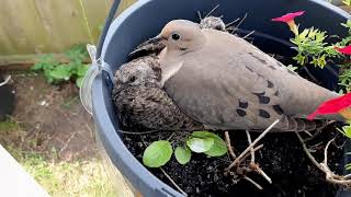 Mourning Dove Nesting in Flower Pot (video 5)