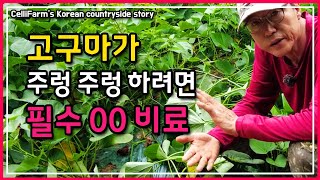 고구마 주렁 주렁 캐려면 이 비료를 꼭 사용 하세요. 필수 영양소 이야기  첼리팜스토리 시골이야기 Celli…
