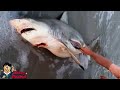 Isi Dalam Perut Ikan Hiu Ini Membuat Semua Orang Terharu Dan Sedih Isi Dalam Perut Ikan Hiu Ini Membuat Semua Orang Terharu Dan Sedih
