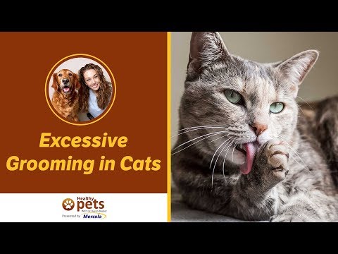 Dr. Becker Discusses Excessive Grooming in Cats