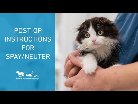 How to care for your pet after spay/neuter surgery