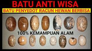 Download lagu BATU PENYEDOT RACUN HEWAN BERBISA,100% KEMAMPUAN ALAM mp3