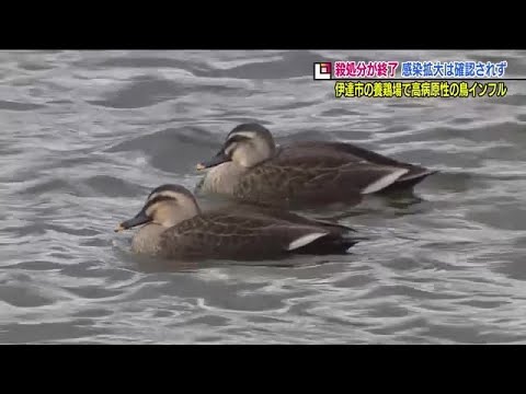 羽が抜け落ちた鶏の治療方法は？考えられる 4 つの原因と問題を解決する簡単な解決策  庭園