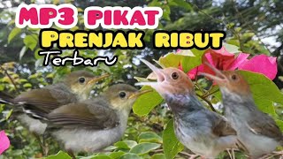 Download lagu MP3 Pikat Prenjak Ribut Terbaru Kombinasi Prenjak Anakan Memanggil Indukan mp3