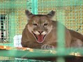 Mountain Lion Vocalizations Puma Cat Roar Growl Фельдман Экопарк