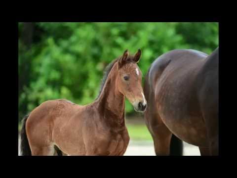 Holsteiner Fohlenauktion 2016 in Behrendorf - Nr. 43 v. Uriko - Quadrigo
