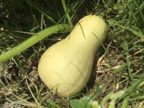 The Ultimate Guide to Growing Butternut Squash