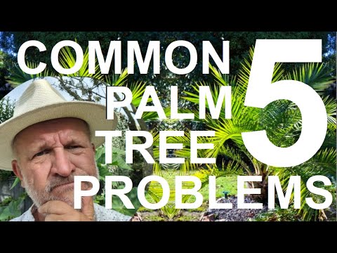 Five Common Palm Tree Problems - Treatment and Recovery