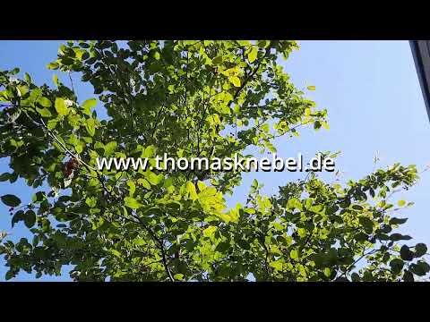 Gartentipps - nur mal kurz ... zur Felsenbirne