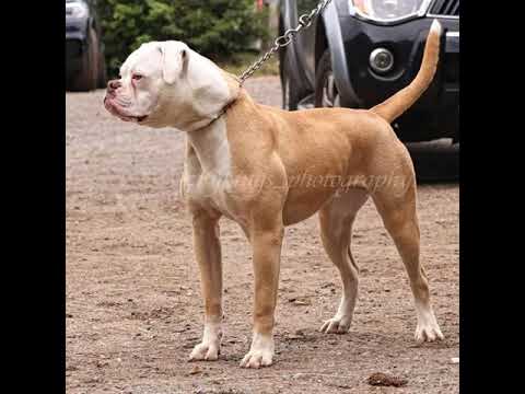 Dj Substance B2B Project R Mc's Hughesy Smogie Deano B N Baseline