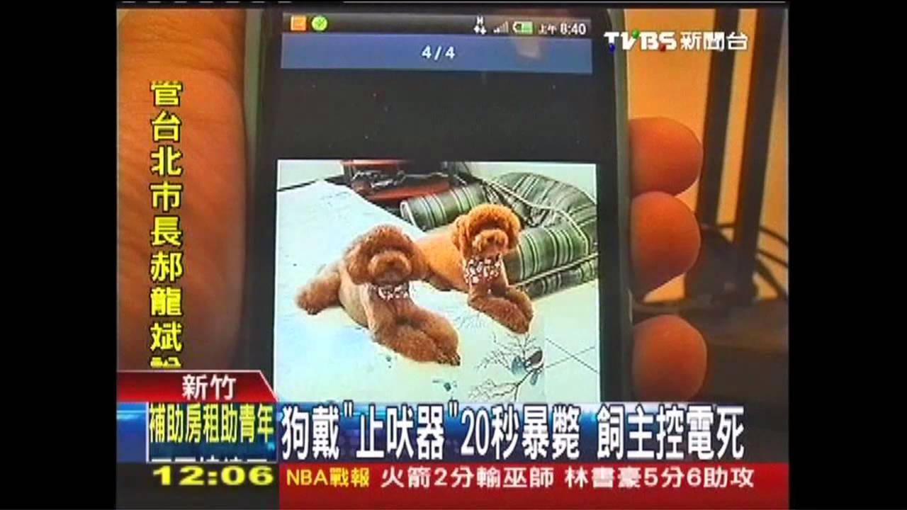 狗戴「止吠器」20秒暴斃 飼主控電死