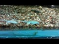 Sisor rabdophorus Sisor rabdophorus