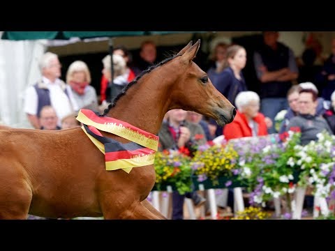 Trailer Westfälische Fohlen-Auktion /Springen
