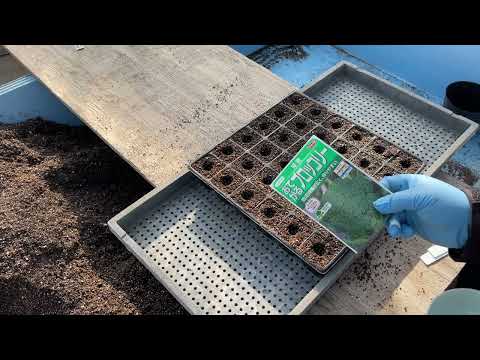 屋内で種子から段階的に播種するにはどうすればよいですか？  庭園