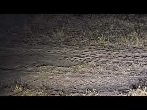 Djuma: Duiker pair - 08/06/18