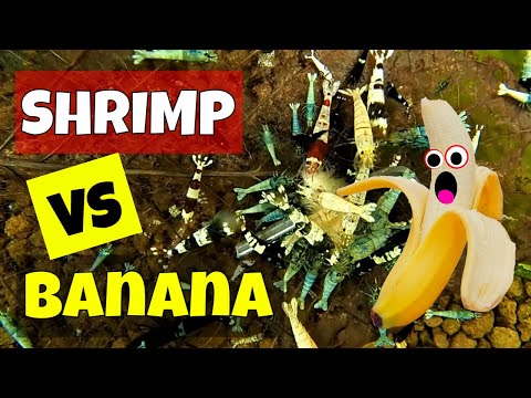 ow to Test Banana in Shrimp Tanks: Will Shrimp Eat Overripe Banana?