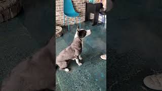 Video preview image #1 Border Collie-Unknown Mix Puppy For Sale in Chico, CA, USA