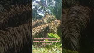 Download lagu Kisah Singkat Kelahiran Nabi Muhammad SAW | 1 Menit ✨ mp3