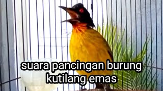 Download lagu suara pancingan burung kutilang emas mp3