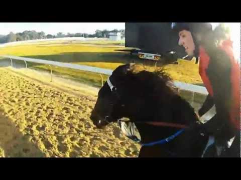 Duke of Marmalade colt's 2nd 3/4 pace