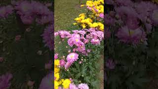 #বালিয়াটি জমিদার বাড়ি #সাটুরিয়া #মানিকগঞ্জ