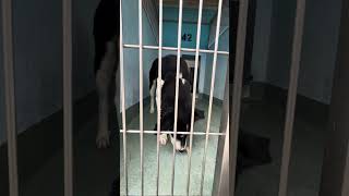 Video preview image #1 Siberian Husky-Unknown Mix Puppy For Sale in Pasadena, CA, USA