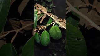 Download lagu Cara cepat nak tahu hasil sanding atau pindah pokok berjaya. mp3 Download lagu Cara cepat nak tahu hasil sanding atau pindah pokok berjaya. mp3