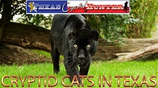 Cryptid Cats in Texas