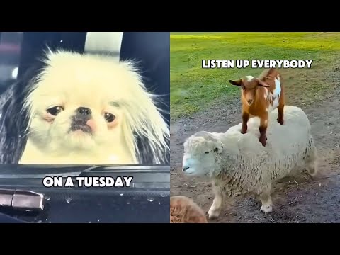 Funny Animal Voiceovers (Ep.3)