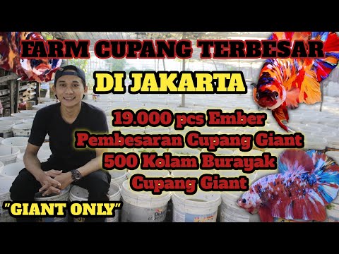 19.000 EMBER PEMBESARAN CUPANG GIANT