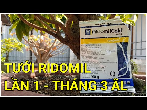 🔴 QBS22173 - CHĂM SÓC MAI VÀNG THÁNG 3 ÂM LỊCH TƯỚI RIDOMIL GOLD LẦN 1 || CÁCH SỬ DỤNG RIDOMIL GOLD