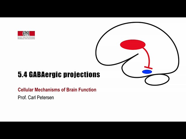 הגיית וידאו של GABAergic בשנת אנגלית