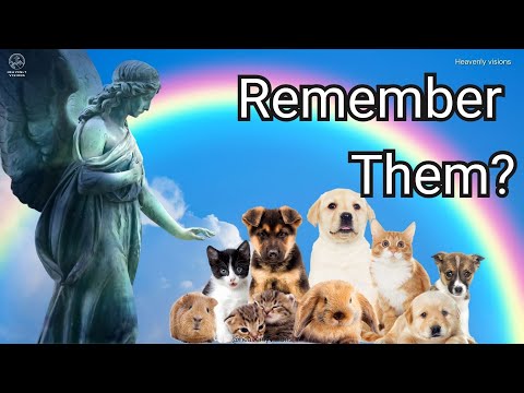 Finding Comfort After Losing a Beloved Pet | A Message of Hope, Prayer, and Remembrance