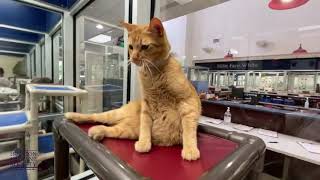 Pet Spotlight - Taco