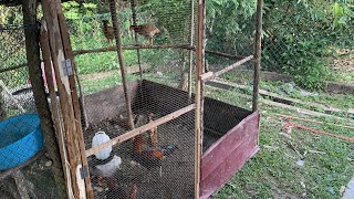 Download lagu #57 Reban ayam baru dah siap untuk diguna-part akhir mp3