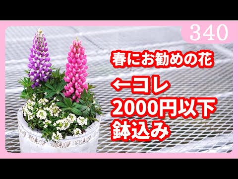 ナポリネギ、ナポリネギ 植物