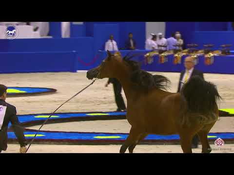 N 49 AJ SAMARA   Dubai Arabian Horse Show 2020   Junior fillies championship Class 16