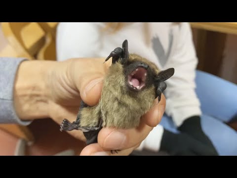 Экомониторинг: где в Гомеле дети изучают летучих мышей  видео