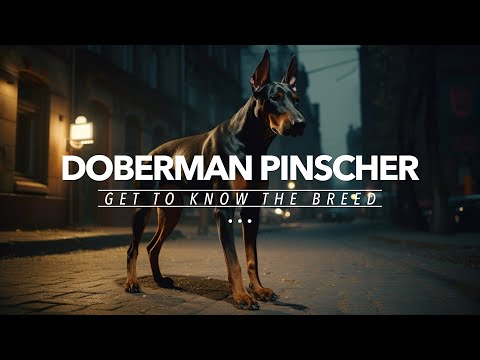 Why Doberman Pinschers are the BEST Dogs
