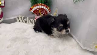 チワワ（ロング）の動画01