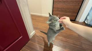 Cat multivitamin 