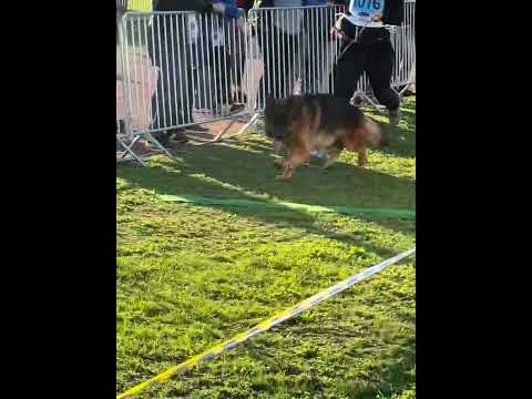 V2 Mio vom Team Hühnegrab (Usher aus der Brunnenstraße - Zhira vom Hühnegrab) BSZS 2022 - Stand