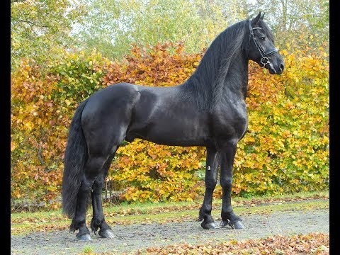 KFPS stamboekhengst Boet 516