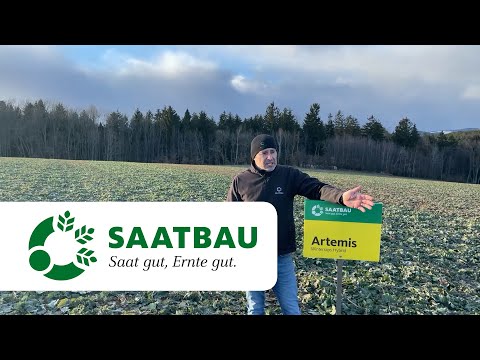 Raps Bestandesführung 2022 - War da noch etwas außer hohe Düngerpreise?