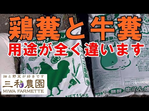 なぜミルワームを鶏に与えるのでしょうか？ブリーダーが語る見逃せない4つのメリット  庭園