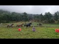 Mare Origin Recorded For sale 2018 Black