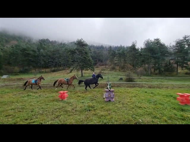 Mare Origin Recorded For sale 2018 Black