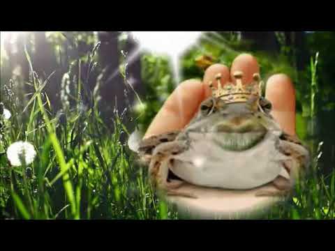 ♥ Żabka Małgosia ♥